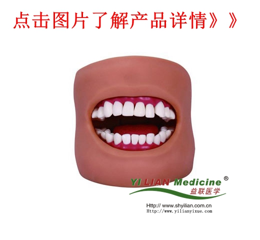 高級(jí)口腔護(hù)理模型