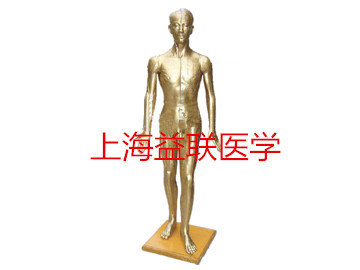 醫(yī)學教學模型